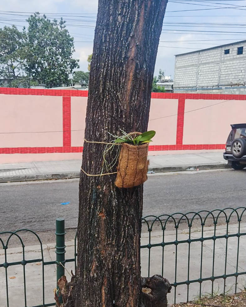 macetas para orquídeas hechas de fibra de banano y de coco