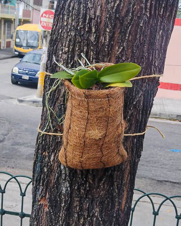 macetas para orquídeas hechas de fibra de banano y de coco